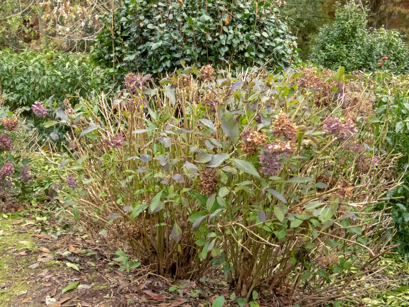 Nie dotykaj teraz sekatora przy hortensjach. Ten błąd pozbawi Cię kwiatów na cały rok