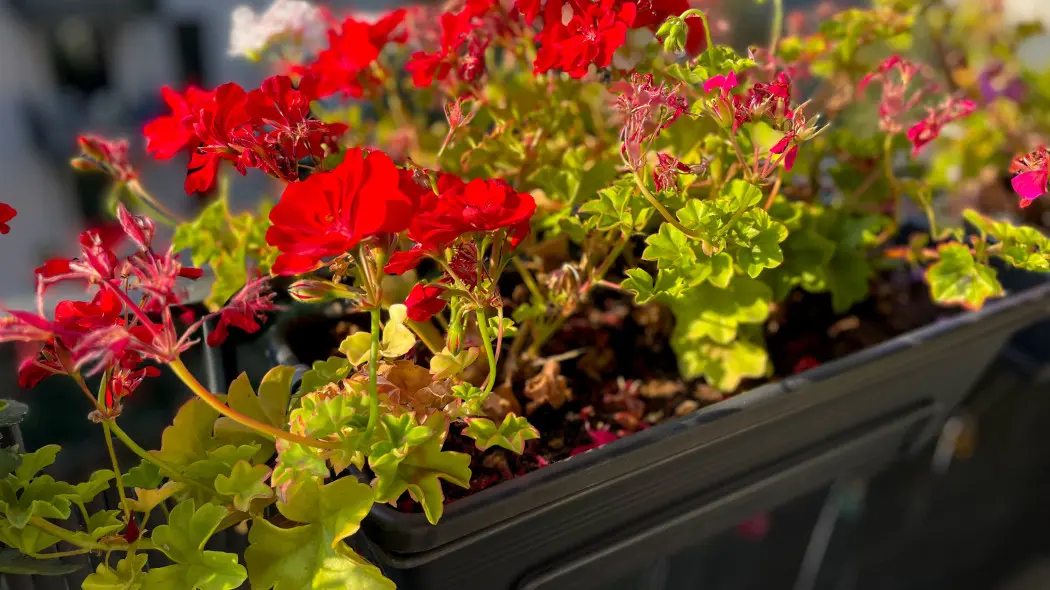 Nie wyrzucaj pelargonii na kompost. Zobacz, jak przechować i mieć sadzonki na wiosnę za darmo