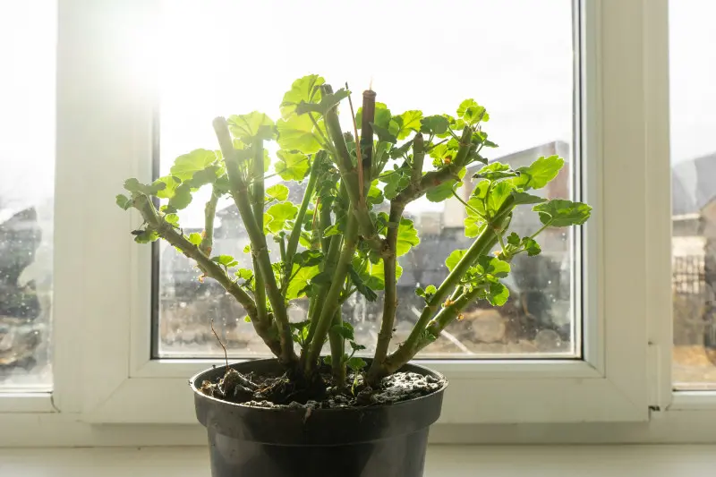 Gdzie przechować pelargonie? Liczy się temperatura i światło