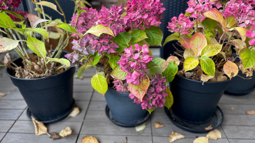 Doniczkowa hortensja to nie jednorazówka! Jeśli wiesz, co z nią zrobić po sezonie