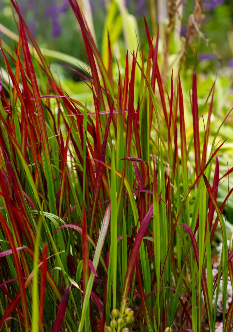 Najpiękniejsza trawa ozdobna - imperata Red Baron