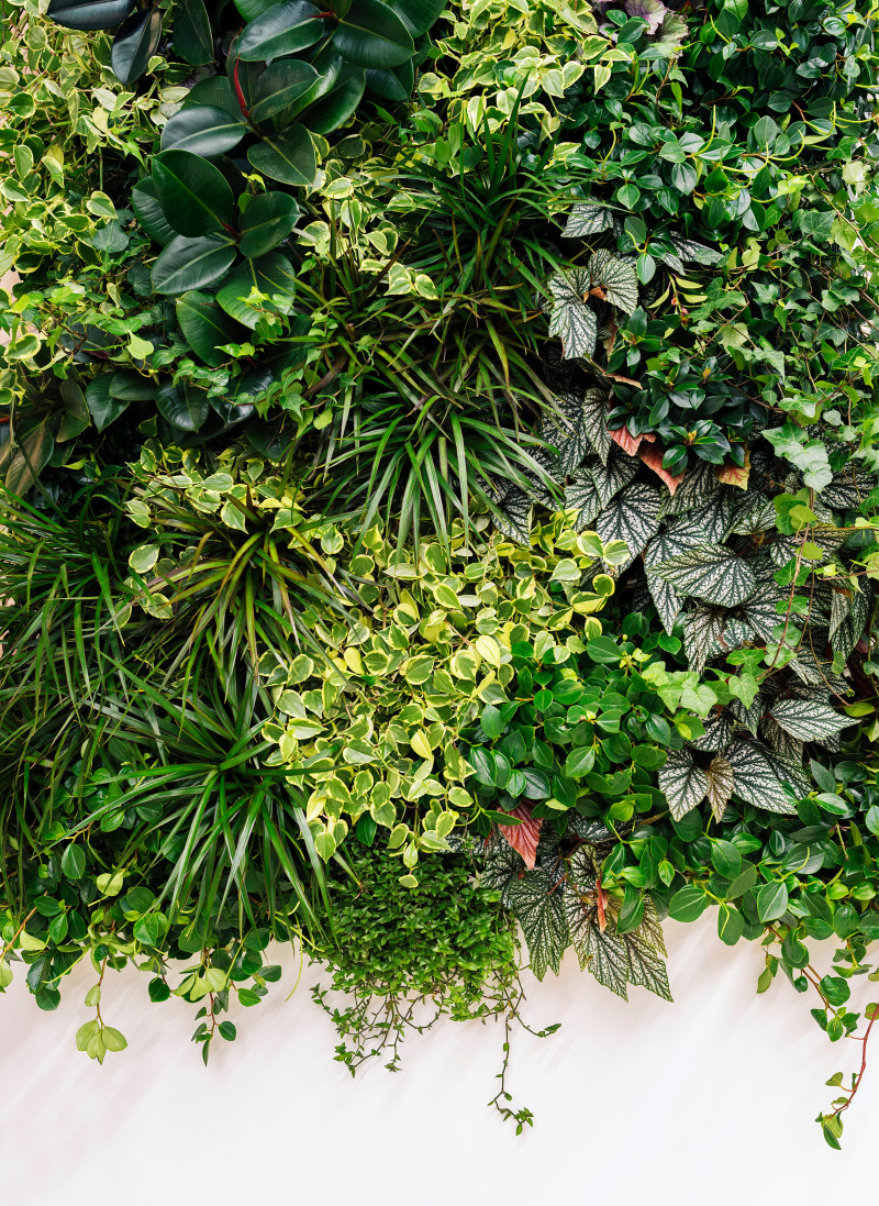 Fragment ogrodu wertykalnego z różnorodnymi roślinami o zielonych i pstrych liściach