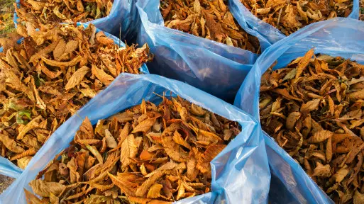 Niepotrzebnie je wyrzucasz. To "brunatne złoto" dla Twoich roślin