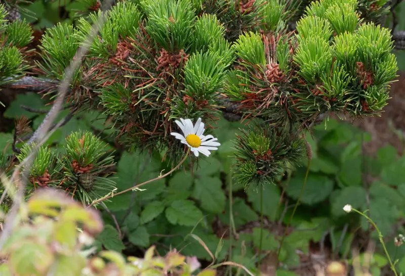 Świeże przyrosty igieł obok starszych, lekko brązowiejących