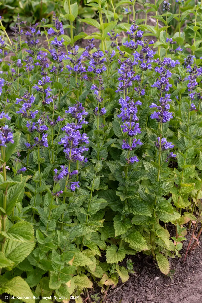 Kocimiętka 'Blue Planet' (Nepeta) – zwarta bylina z wzniesionymi pędami i niebieskofioletowymi kłosami, obficie kwitnąca latem na słonecznej rabacie.