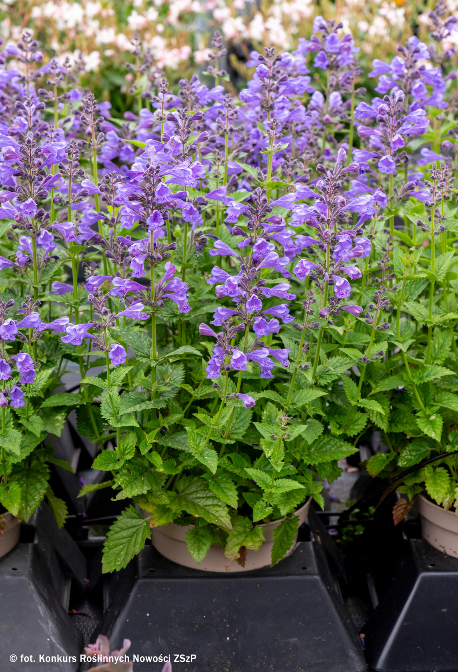 Kocimiętka 'Blue Planet'