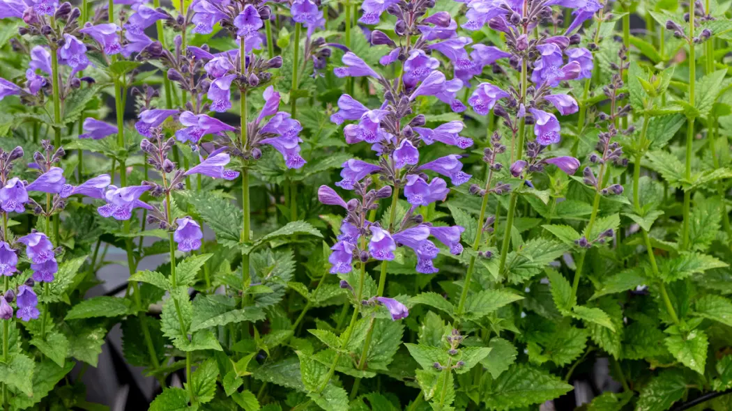 Nepeta BLUE PLANET w doniczkach