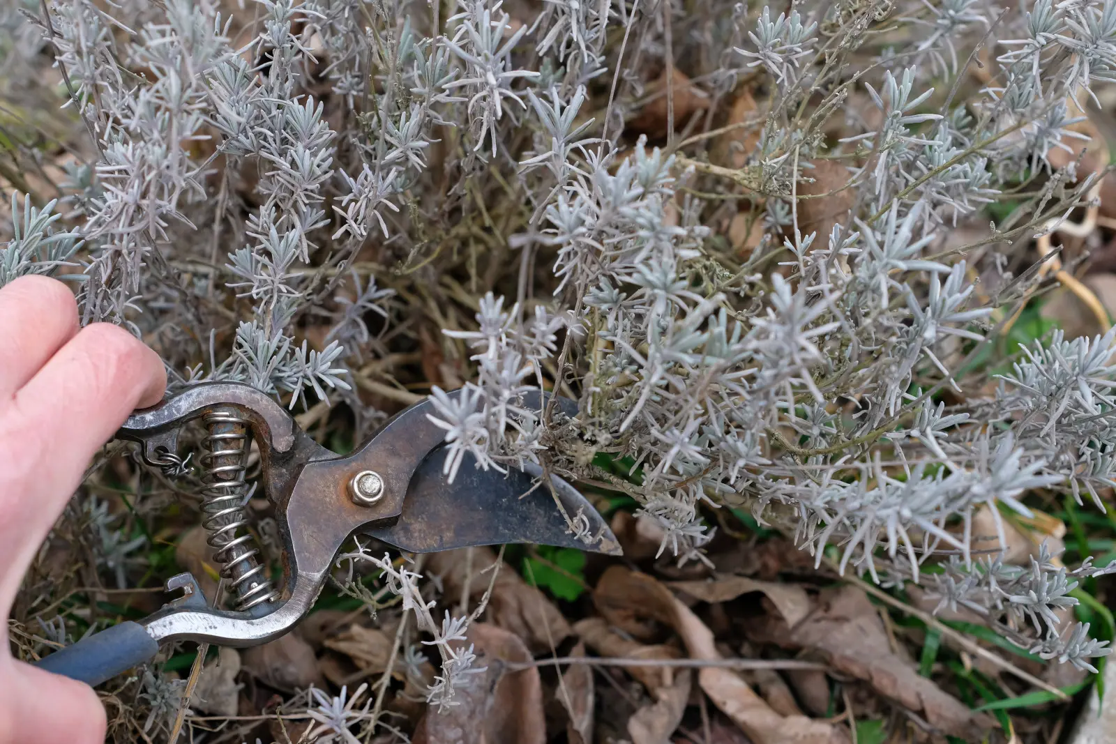 Lawenda jak uschnięty badyl? Przytniesz w złym terminie, a nie będzie ratunku