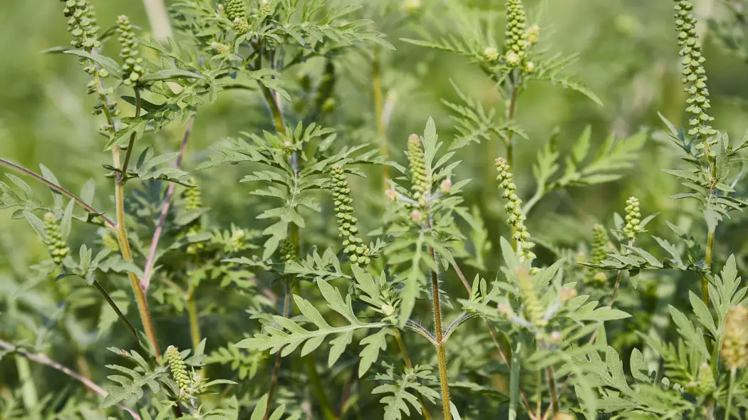 Ambrozja bylicolistna (Ambrosia artemisiifolia)