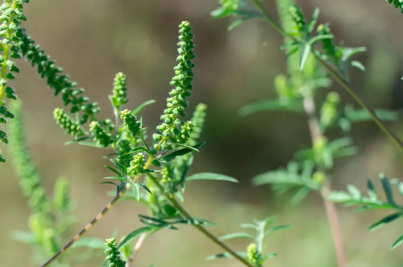 Męskie kwiatostany ambrozji bylicolistnej (Ambrosia artemisiifolia) – zielone, kłosowate wiechy z drobnymi żółtawymi kwiatami w fazie kwitnienia.