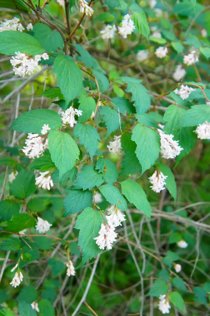 Neilia tybetańska (Neillia thibetica) wiosną z kwiatami i zielonymi liśćmi.