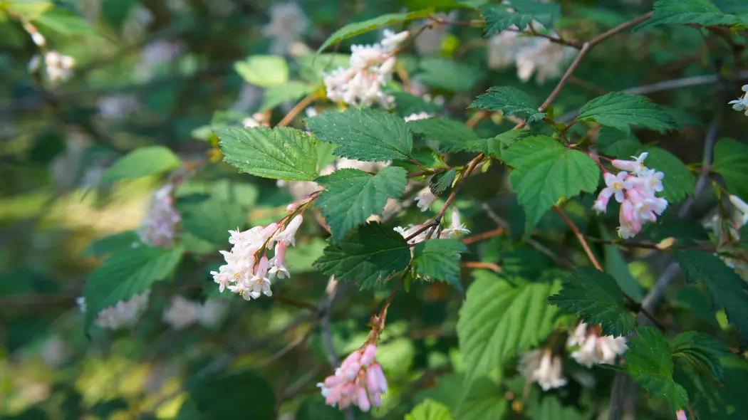 Neilia tybetańska (Neillia thibetica)