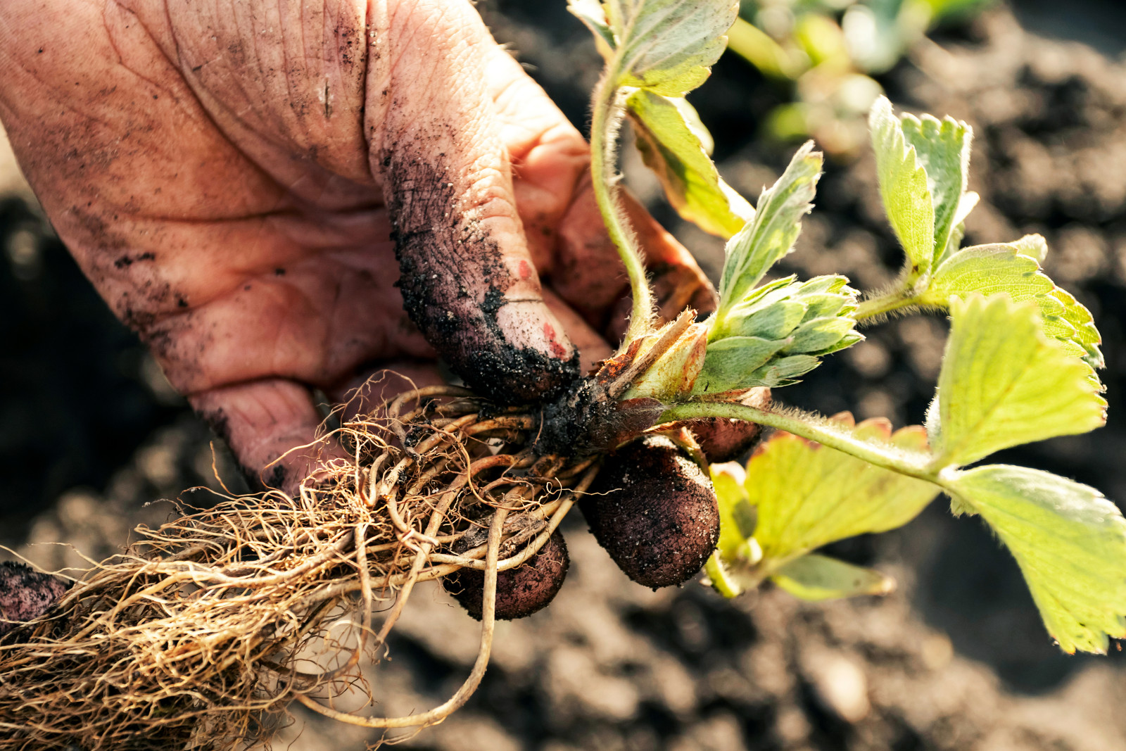 Jak głęboko sadzić truskawki? Uważaj na "serduszko". Jeden błąd i sadzonka zgnije