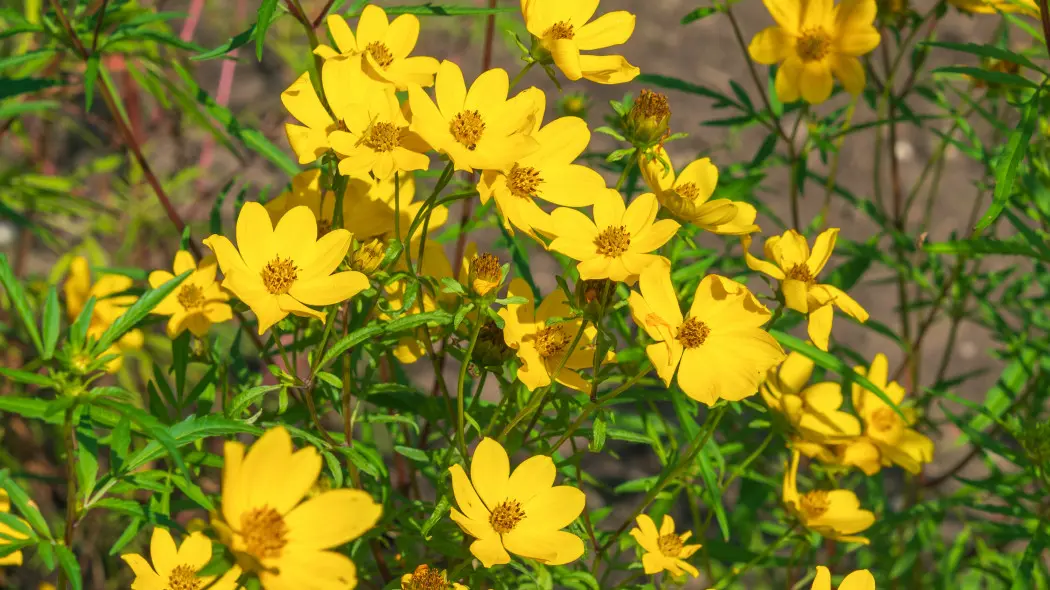 Uczep - gatunek Bidens aristosa