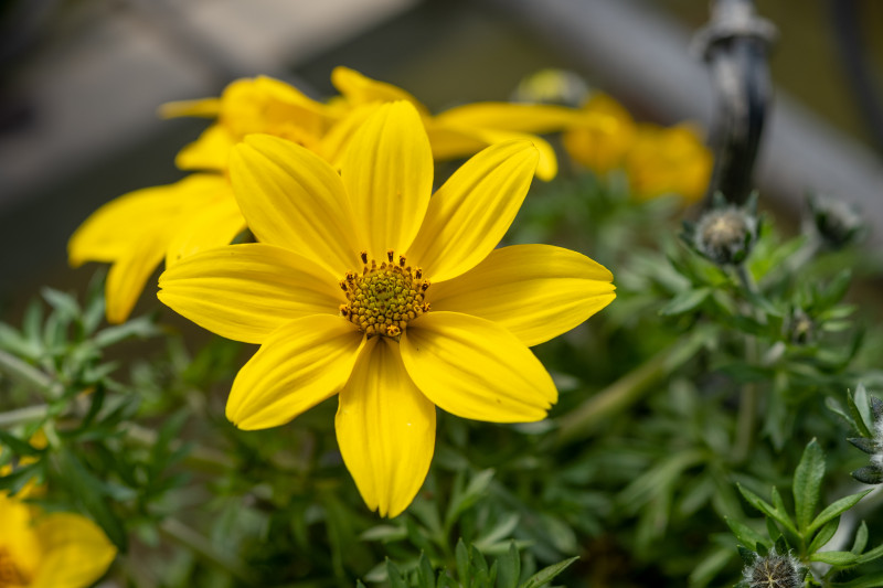 Bidens ferulifolia - kwiat