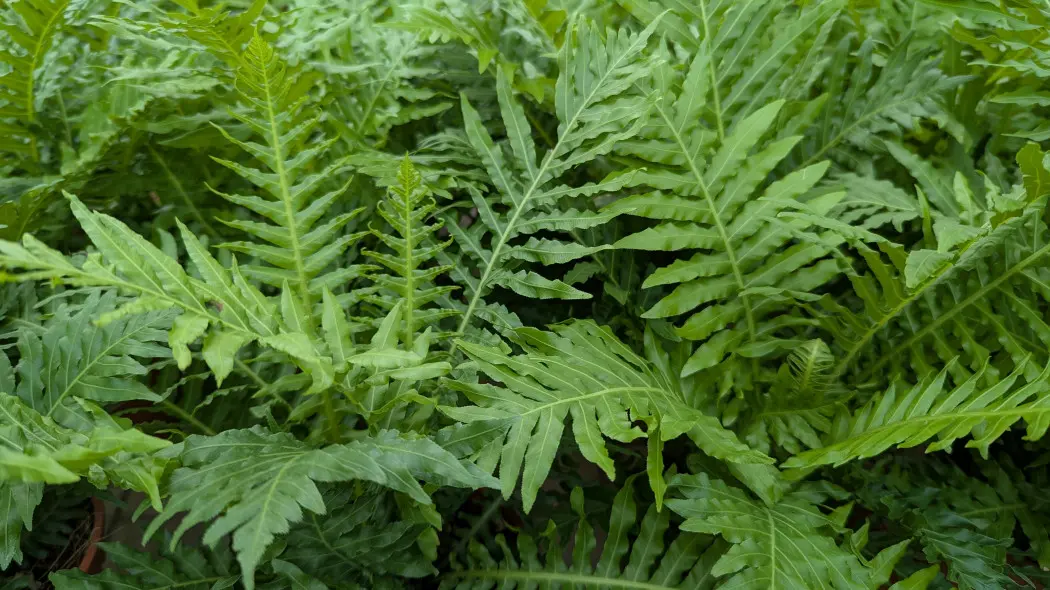 Podrzeń garbaty (Oceaniopteris gibba syn. Blechnum gibbum)