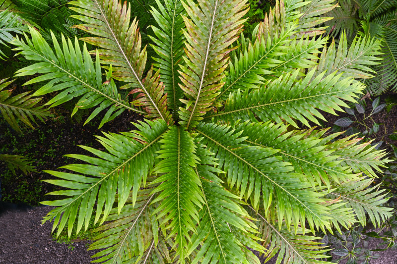 Podrzeń garbaty (Oceaniopteris gibba syn. Blechnum gibbum)