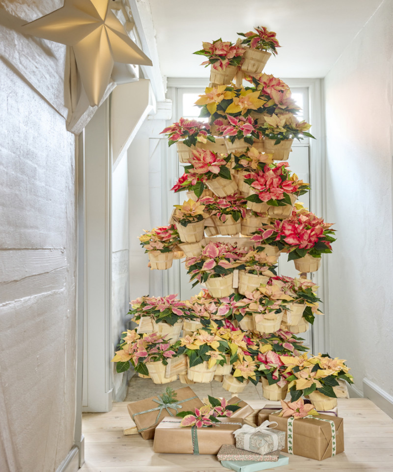 Choinka złożona z koszyków pełnych poinsecji w różnych kolorach, ustawiona na jasnym korytarzu z prezentami u podstawy