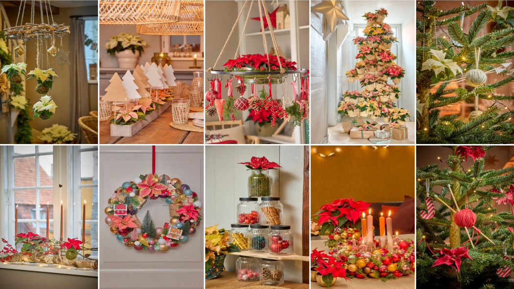 Gwiazdy tworzą świąteczną magię. Czy wiesz, jak kreatywnie wykorzystać poinsecję?