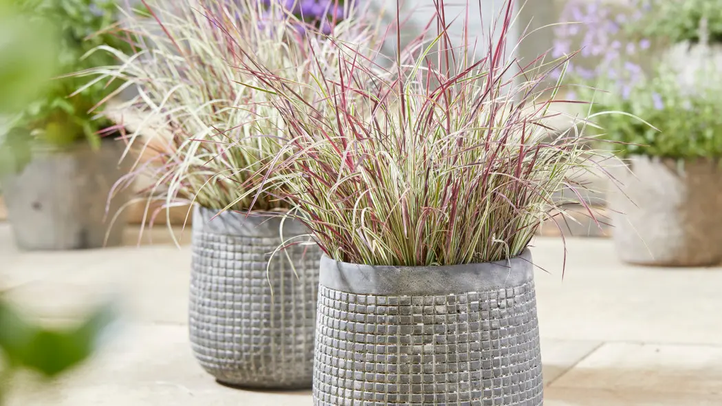 Palczatka miotlasta (Schizachyrium scoparium) odmiana 'Chameleon', Konkurs Roslinnych Nowosci ZSzP 2025