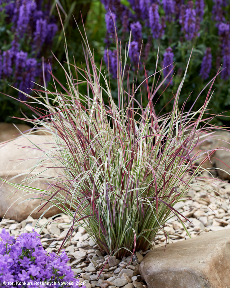 Schizachyrium scoparium ‘Chameleon’ – kępa trawy ozdobnej na żwirowej rabacie, biało-zielone paski i różowo-purpurowe akcenty; idealna do ogrodów naturalistycznych.