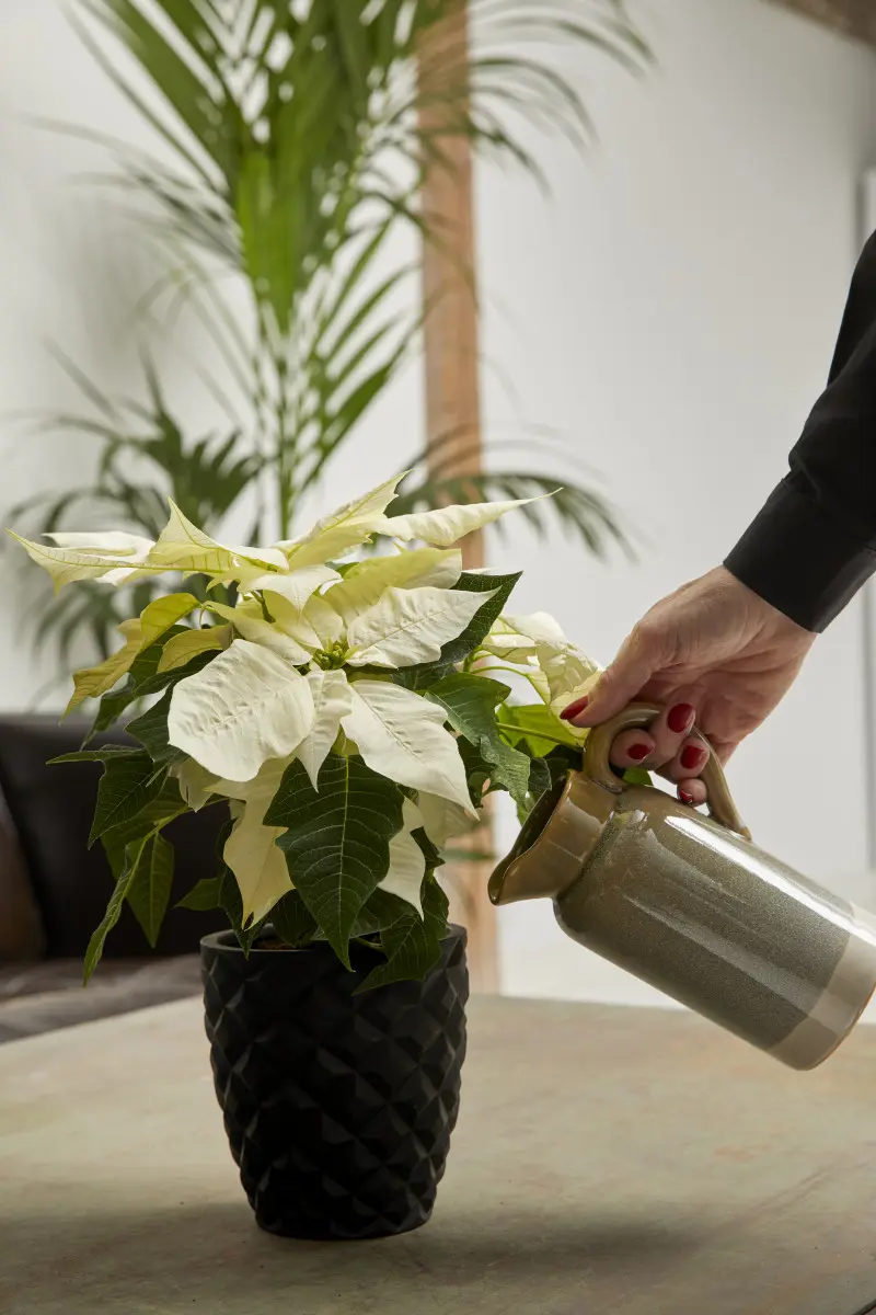 Pielęgnacja gwiazdy