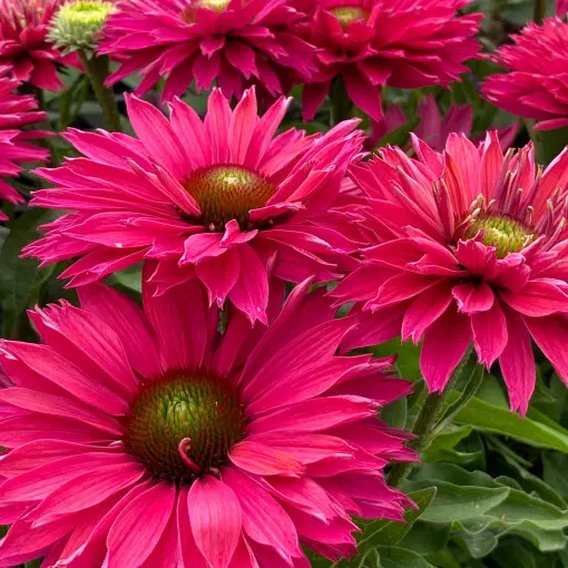 Jeżówka SUNSEEKERS SWEET FUCHSIA