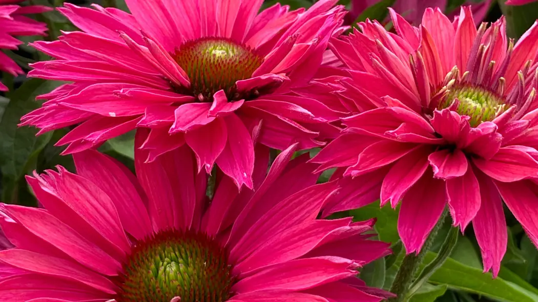 Jeżówka SUNSEEKERS SWEET FUCHSIA