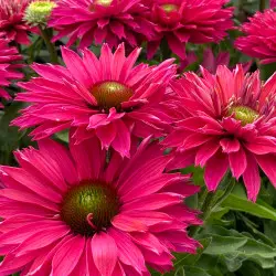 Jeżówka SUNSEEKERS SWEET FUCHSIA