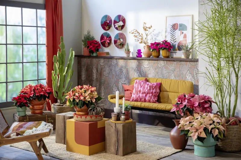 Fiesta Mexicana – egzotyczny klimat w kolorze poinsecji 