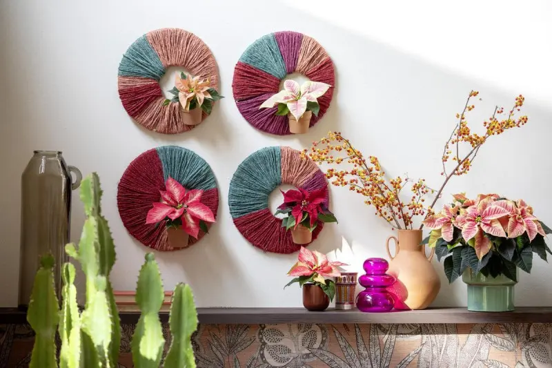 Kolorowe dekoracje ścienne z poinsecjami w mini doniczkach na okrągłych wieńcach z włóczki, obok zimowych aranżacji w salonie