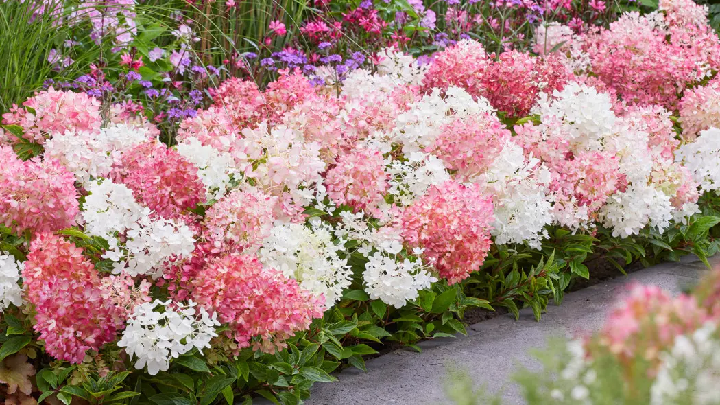 Hortensja wiechowata (Hydrangea paniculata) Groundbreaker Blush, fot. Konkurs Roślinnych Nowości 2025