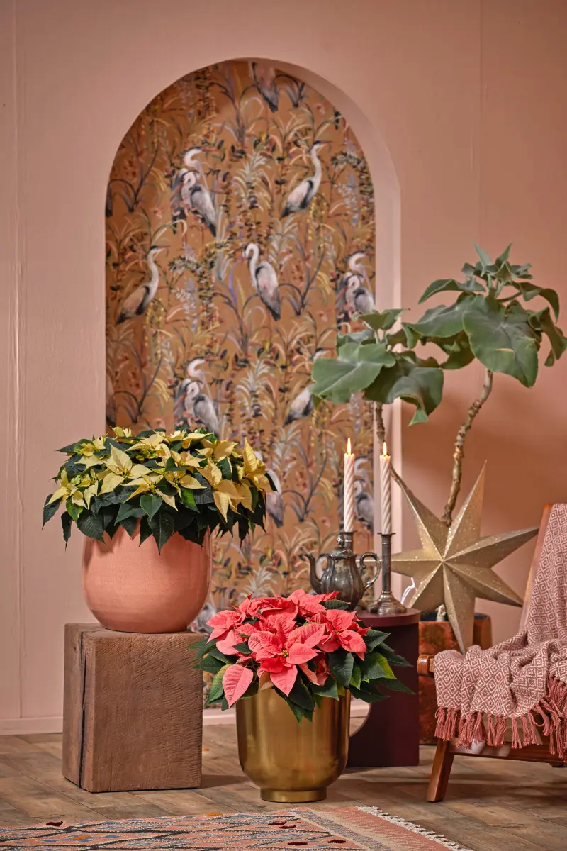 Stylowa aranżacja wnętrza z żółtą i czerwoną poinsecją w ozdobnych donicach, świecami i dekoracyjną gwiazdą