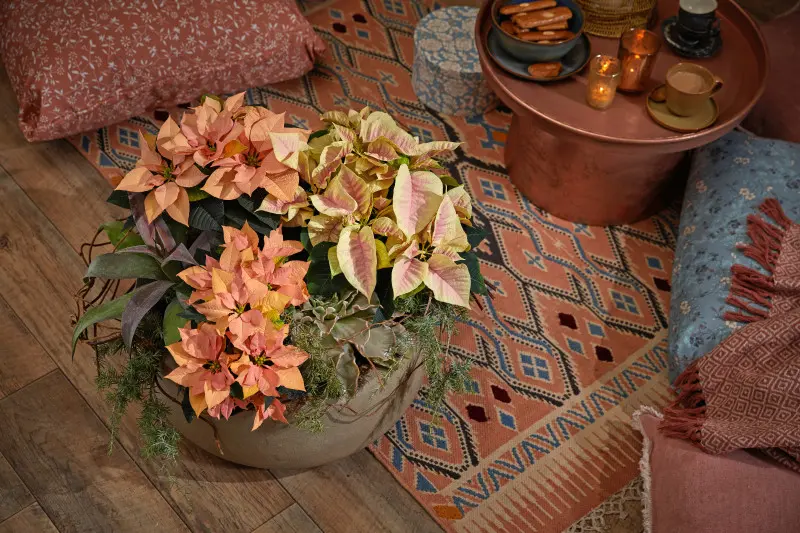 Donica z pomarańczowymi i żółto-różowymi poinsecjami ustawiona na dywanie w salonie w stylu boho