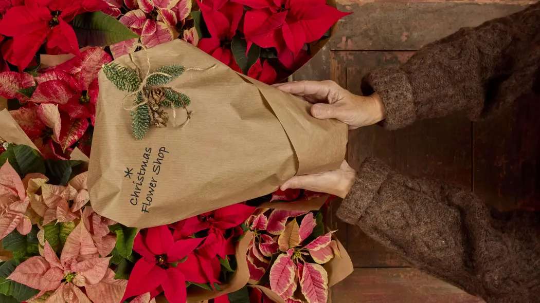 Podaruj radość i kolor. Jedna roślina, a tak wiele emocji