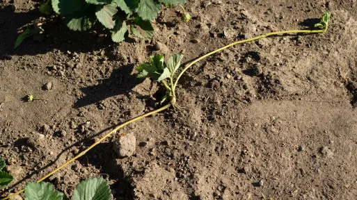 Chcesz mieć darmowe truskawki za rok? Zajmij się "wąsami" jeszcze w listopadzie