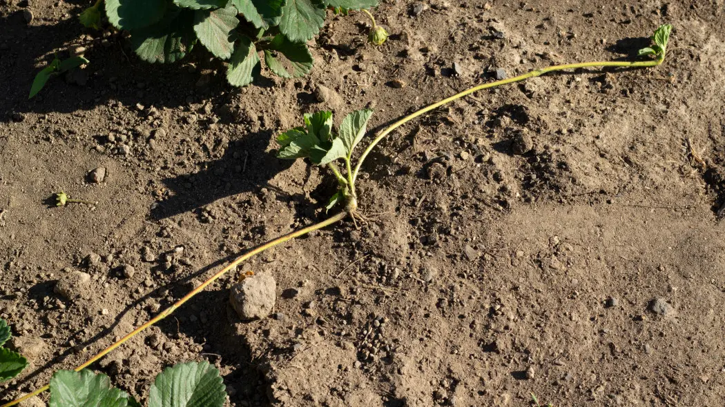 Sadzonka truskawki powstała z „wąsa” – gotowa do odcięcia i posadzenia jako nowa roślina