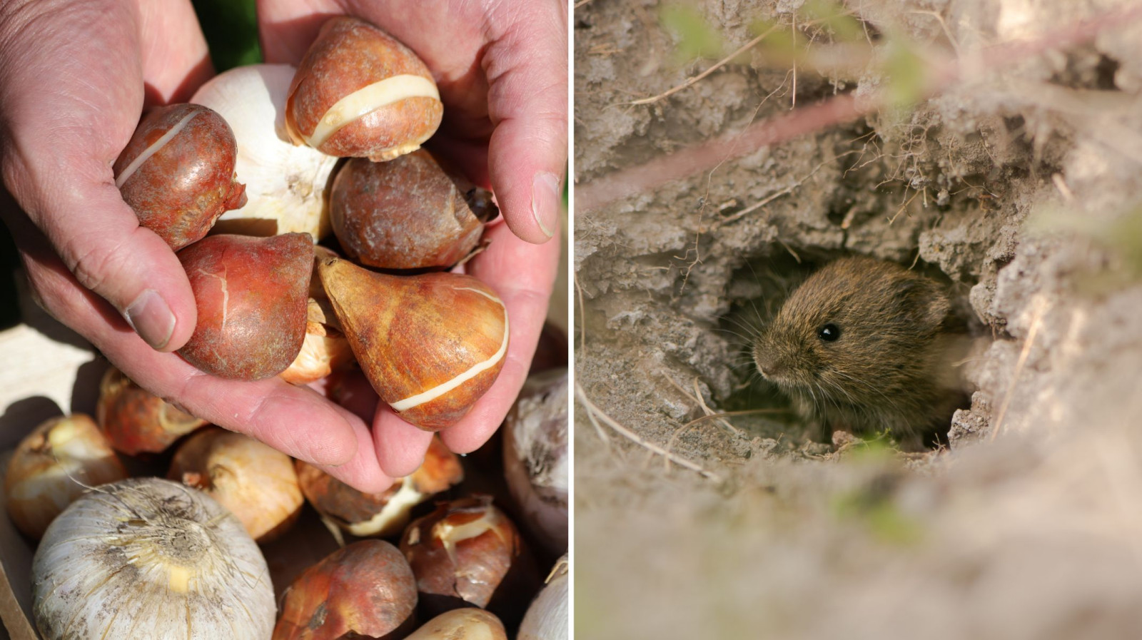 To ostatni moment na sadzenie tulipanów. Włóż tę jedną rzecz do dołka, a nornice będą je omijać