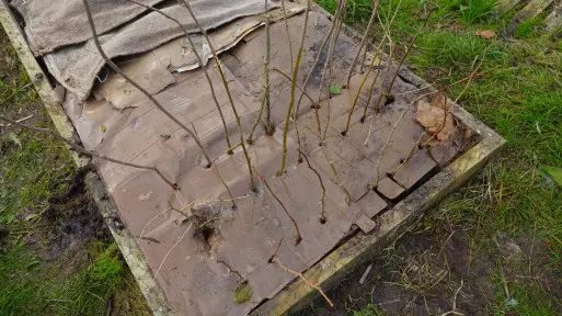 Genialny patent na chwasty. Rozłóż TO na rabatach jesienią, a wiosną zapomnisz o pieleniu