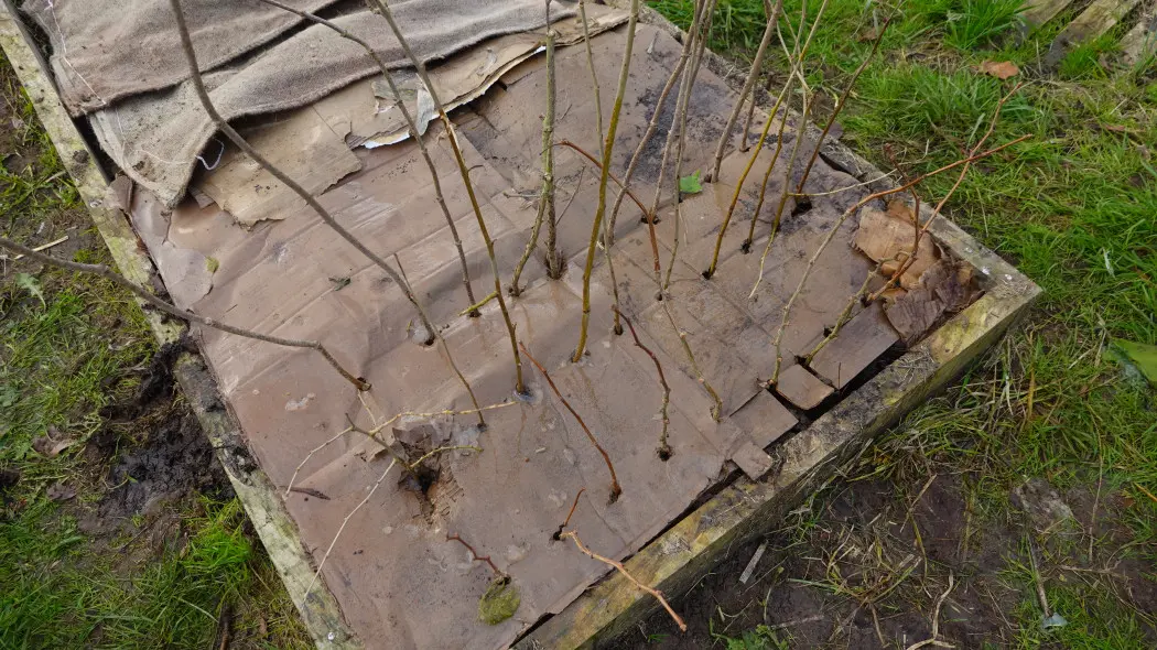 Genialny patent na chwasty. Rozłóż TO na rabatach jesienią, a wiosną zapomnisz o pieleniu