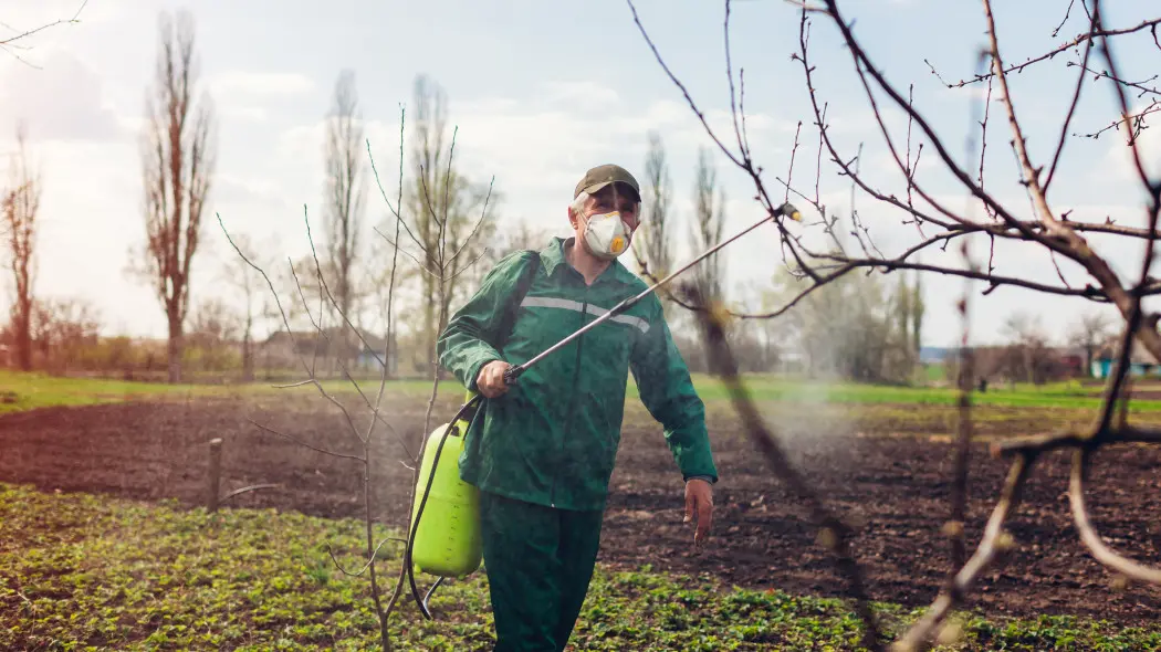 Zrób ten oprysk przed zimą, a wiosną zapomnisz o chorobach na drzewkach owocowych