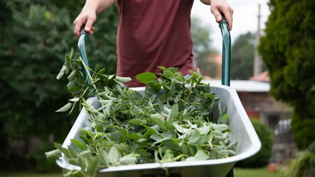 Świeże gałązki po cięciu. Jak przerobić je na pożytek, a kiedy lepiej ich nie używać