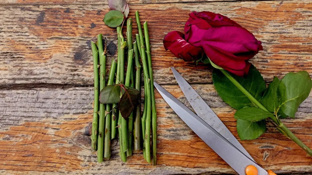 Jak zrobić sadzonki róż z patyków – prosty sposób na rozmnażanie