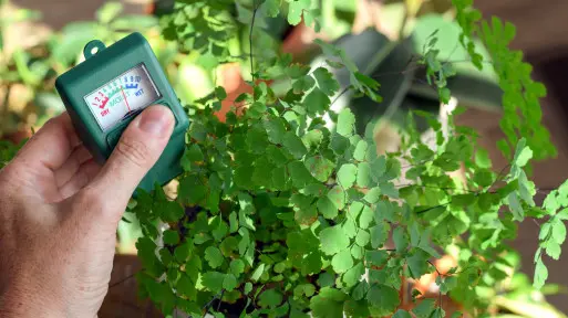 Miernik wilgotności w doniczce – hit czy kit? Sprawdzamy, kiedy pomaga, a kiedy lepiej zaufać palcowi