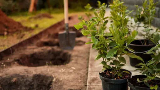 Borówki jako szpaler w ogrodzie – czy to dobry pomysł? Jakie wybrać i sadzić, by spełniały zadanie?