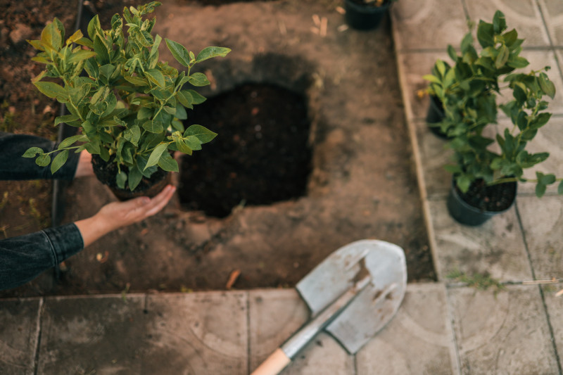 Sadzenie borówek na szpaler przy ścieżce – wykopane doły, sadzonki w doniczkach i łopata.