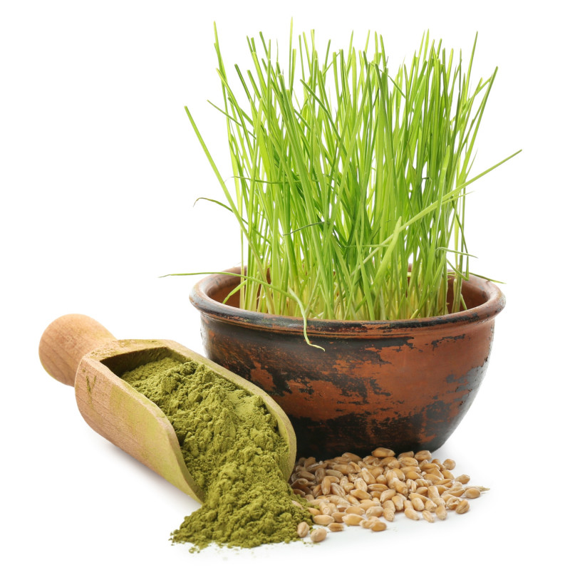 Młody jęczmień w doniczce i zielony proszek w drewnianej łyżce – naturalne superfood pełne witamin i minerałów