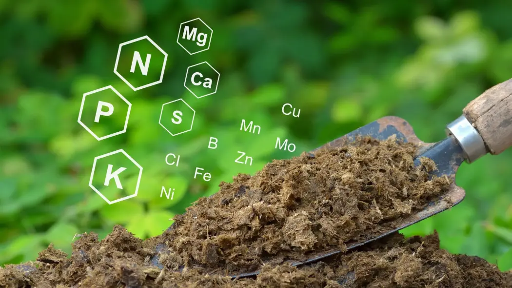 Składniki mineralne w oborniku – naturalne źródło NPK i mikroelementów dla roślin