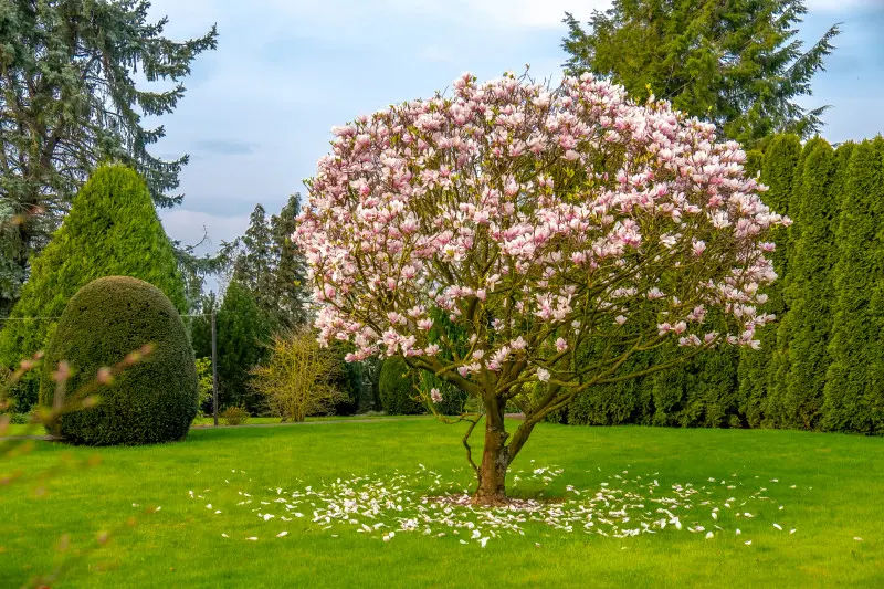Magnolia kwitnąca wiosną – małe drzewko soliterowe idealne do ogrodu