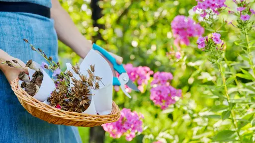 Własne nasiona – co i jak zbierać z ogrodu oraz natury?